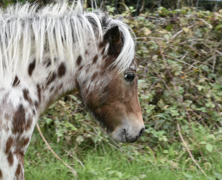 Police Appeal After Rare Miniature Horses Stolen From Local Farm