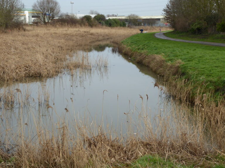 Police Appeal Following Incident Involving Ducks and Catapult