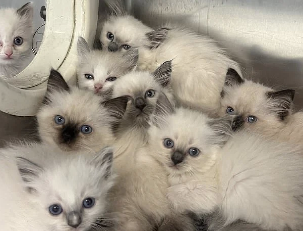 78 Ragdoll Cats Rescued From Unhygienic Home by PSPCA