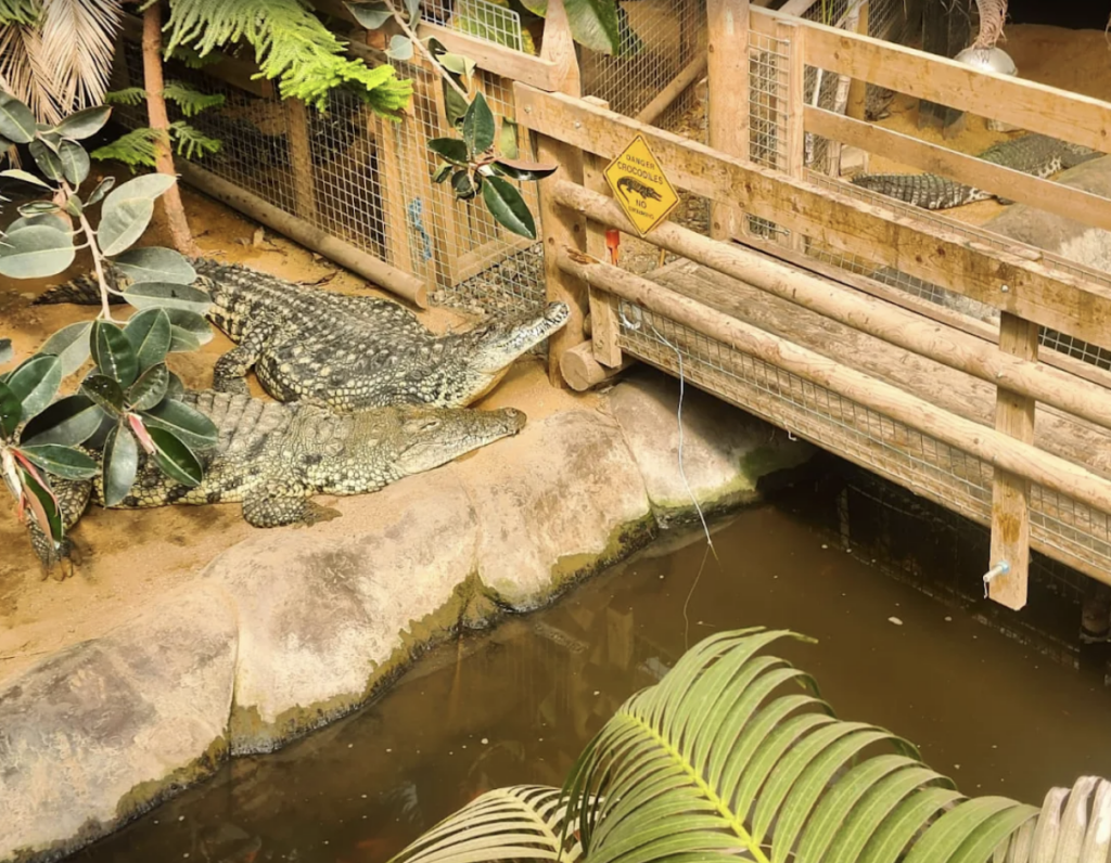 Toddler Injured After Being Thrown Into Crocodile Enclosure at Zoo