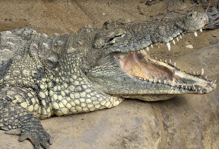 Toddler Injured After Being Thrown Into Crocodile Enclosure at Local Zoo