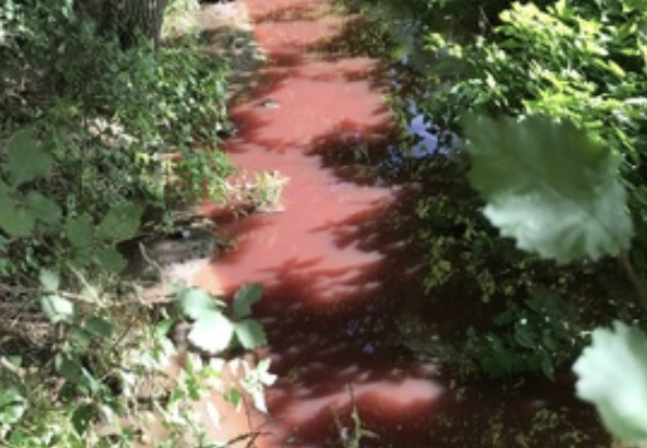Taylor Wimpey Fined £300k for Polluting Local Stream